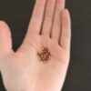 1/16x1/8 Copper Rivets shown in hand