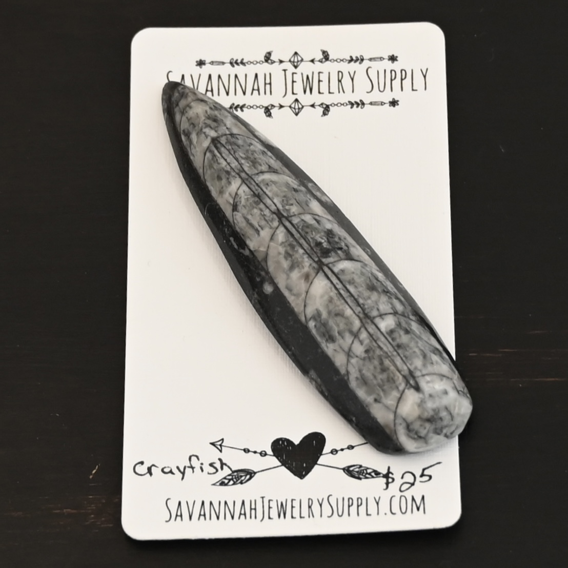 Crayfish - Orthocera Cabochon Fossil shown on business card