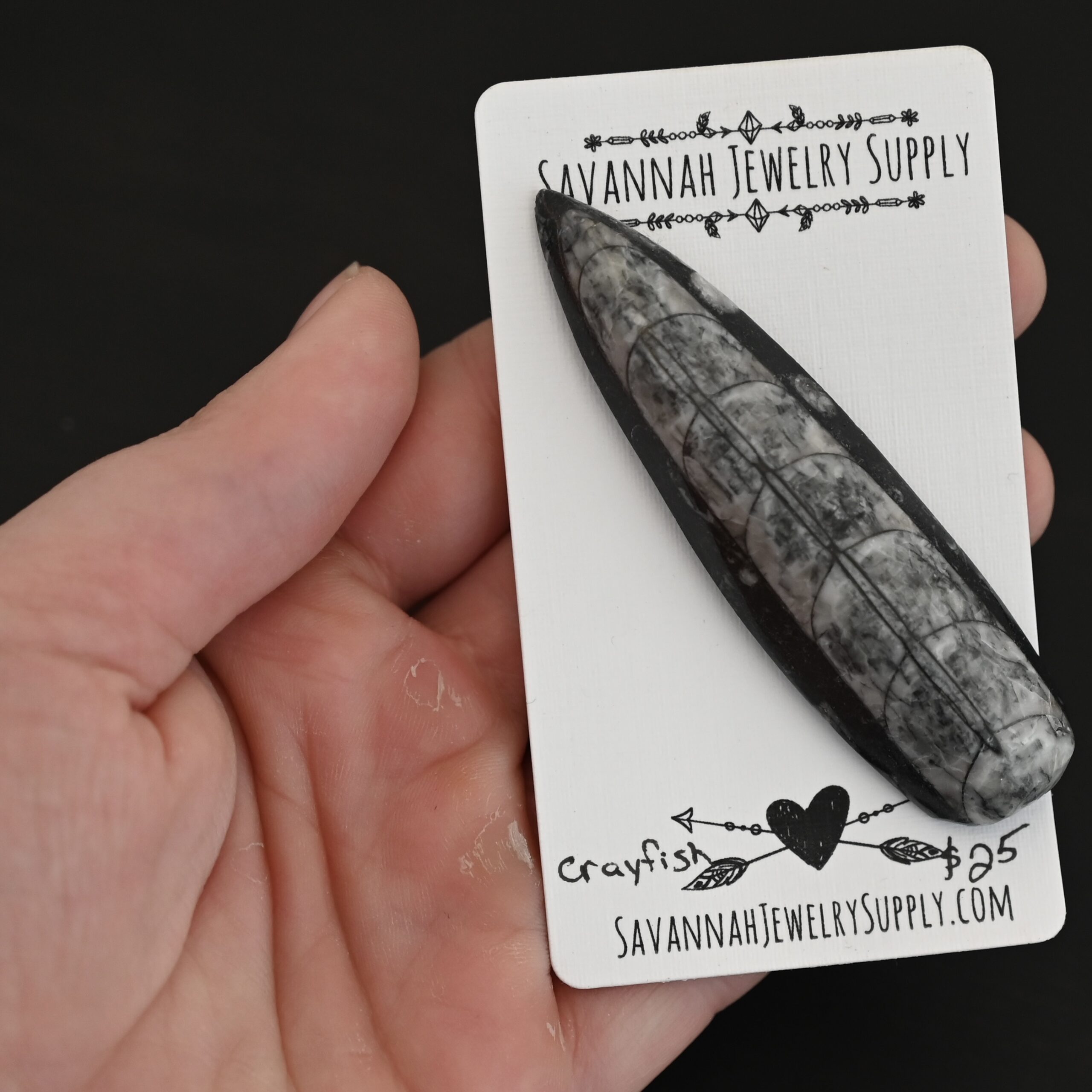 Crayfish - Orthocera Cabochon Fossil shown in hand