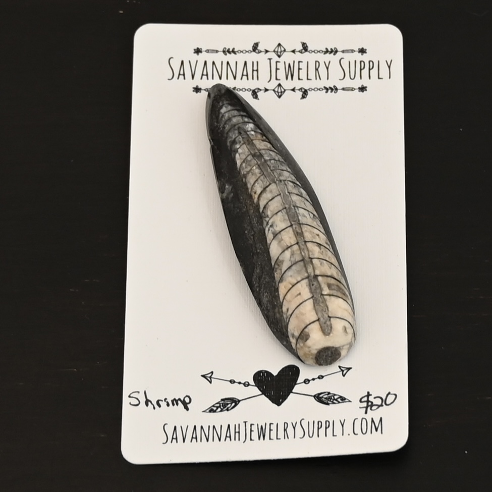 Shrimp - Orthocera Cabochon Fossil shown on business card