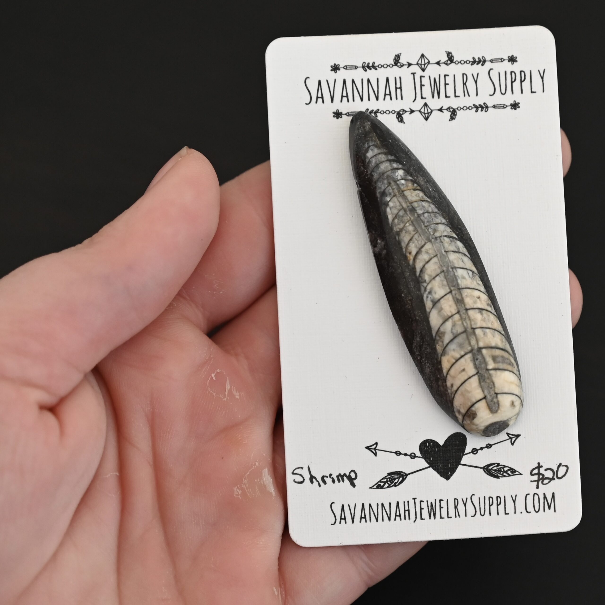 Shrimp - Orthocera Cabochon Fossil shown in hand