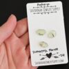 Sumatra Forest Rose Cut Prehnite Cabochon Parcel shown in hand
